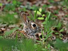 Image result for Protect Rabbit Nest