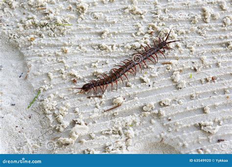 Scolopendra is a Genus of Centipedes Stock Photo - Image of beautiful, closeup: 63549920