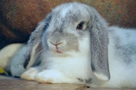 12 Cute Lop-Eared Rabbit Breeds