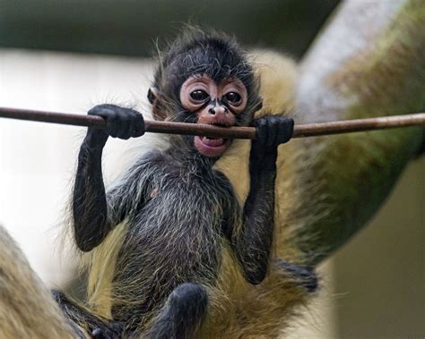 Cute spider monkey baby and rope | Spider monkey, Monkey pictures, Cute ...