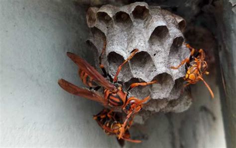 为什么家里招马蜂？三个原因，一是迷巢，二是觅食，三是有蜂巢！