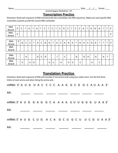 Transcription and Translation worksheet - Worksheets Library