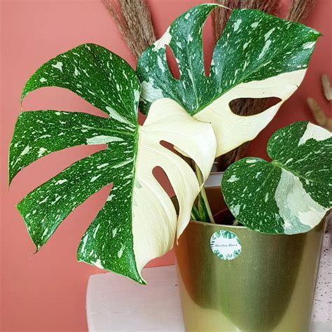 Thai Constellation Monstera Care