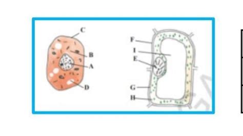 LIST OUT THE DIFFERENCES BETWEEN A PLANT CELL AND ANIMAL CELL BASED ON ...