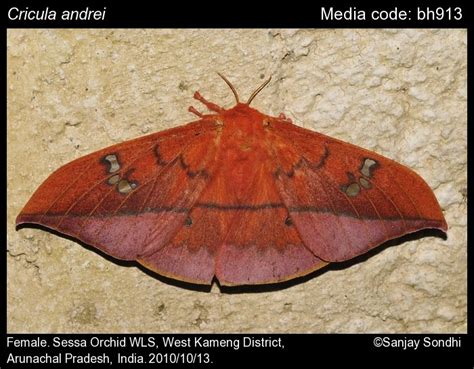 Cricula | Moths