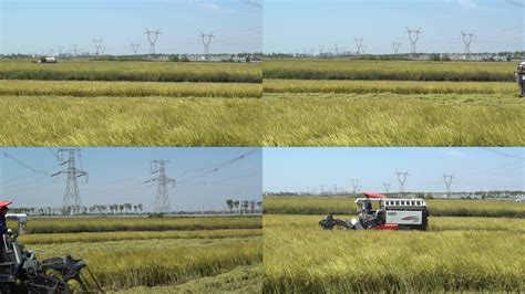 收割 的图像结果