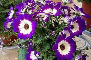 Flora Seeds Cineraria Flower Seeds, Pack of 50 Seeds| Summer Flower ...