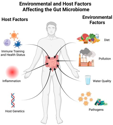 Immunostimulating Commensal Bacteria and Their Potential Use as ...