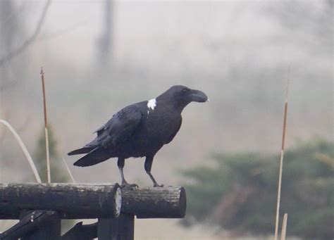 BirdsEye Photography: Review Photos