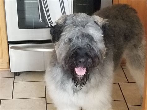 Bouvier des Flandres Puppies For Sale | Wildflower Lane, Bauxite ...