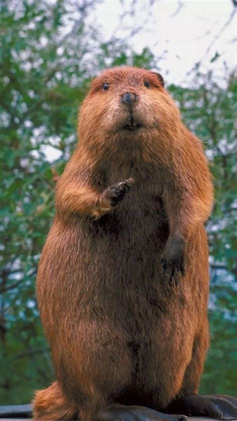 International Beaver Day: Facts about these adorable animals and why ...
