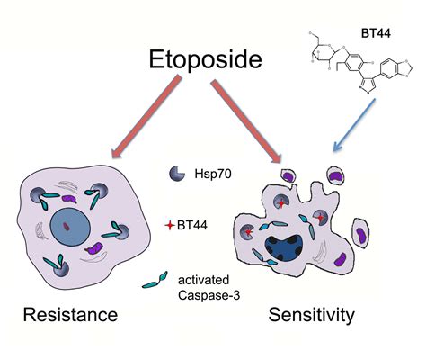 Etoposide-Induced Apoptosis in Cancer Cells Can Be Reinforced by an ...