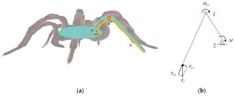 Design of a Bionic Spider Robot with a Two-Degrees-of-Freedom Leg ...
