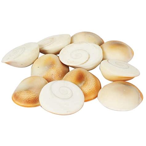 RUKDA Natural Gomati/Gomti Chakra Original for Puja (White) - 11 pcs ...