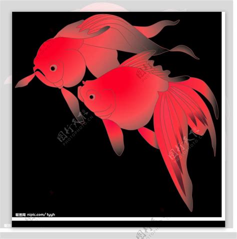 两只红金鱼图片素材-编号08121627-图行天下