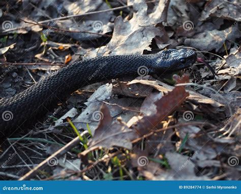 Black Dangerous Snake at Forest with Red Tongue Stock Photo - Image of adder, white: 89284774