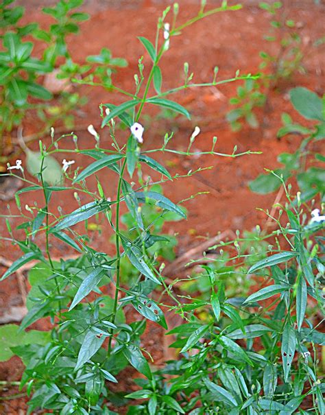 Kapebonavista® Kariyat Creat bhui nimba hara chirayata kalmegh kalmegh ...