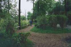 ZooLex Exhibit - Pongoland - Bonobos
