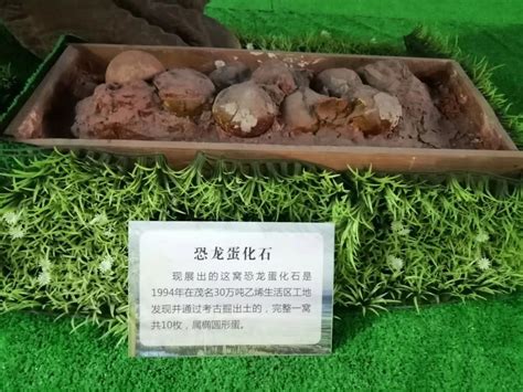 《古邑寻龙——四会古生物化石展》在广东省四会市博物馆正式开展 - 化石网