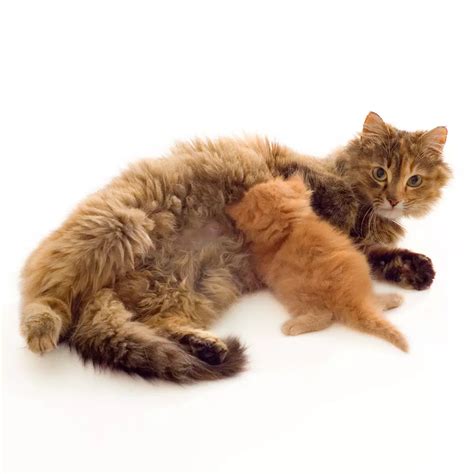 Kitten food and nutrition: Here is the complete guide to follow for ...