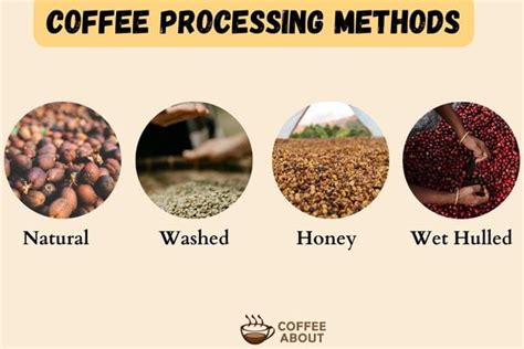 How Is Coffee Processed 的图像结果