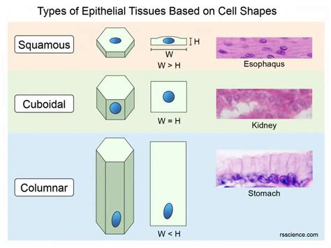 Image result for Epithelial Tissue Classification