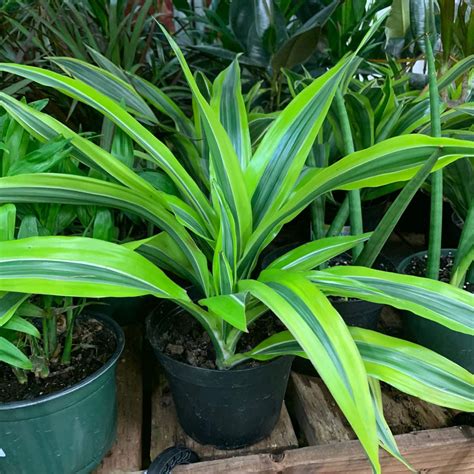 Common Household Plants