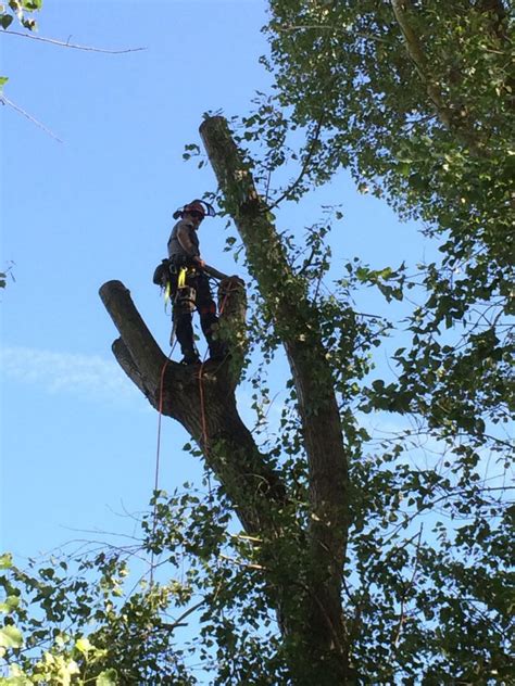 Image result for Pollarding