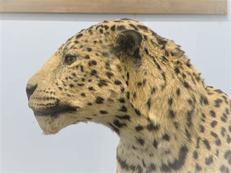 Living Rootless: Tucson, AZ: International Wildlife Museum