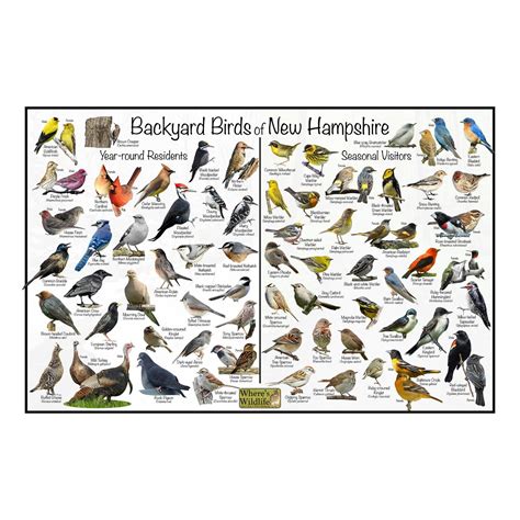 Backyard Birds of New Hampshire Bird Identification Nature Poster ...