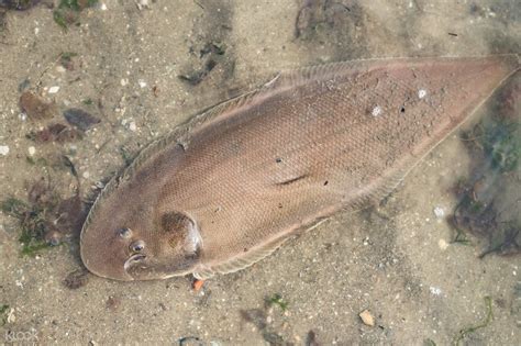 Experiential Intertidal Exploration by The Untamed Paths - Klook India