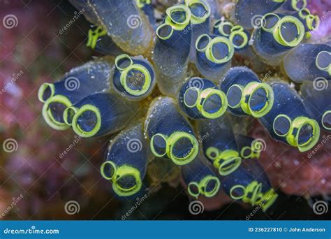 Clavelina Robusta , Tunicate ,sea Squirt Stock Photo - Image of sponges ...