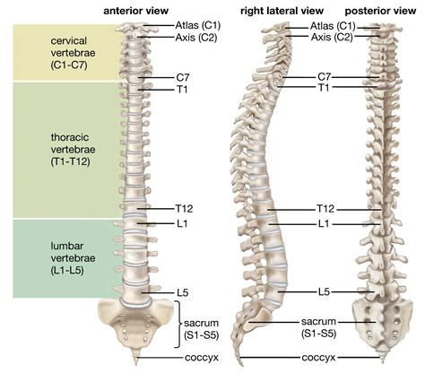 Lateral Thoracic Vertebrae Labeled