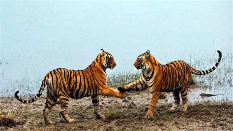 Exploring India’s tiger reserves: A state-wise guide | TimesTravel