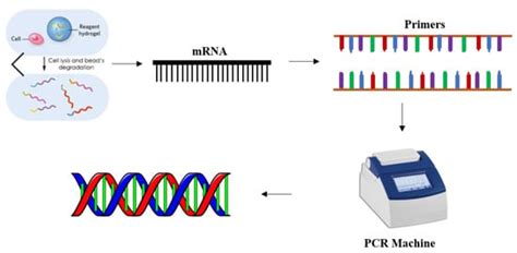 Biosensor for the Characterization of Gene Expression in Cells