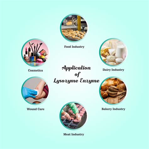 Buy Lysozyme Enzyme at Flat 15% OFF- Bioven Ingredients | Online ...