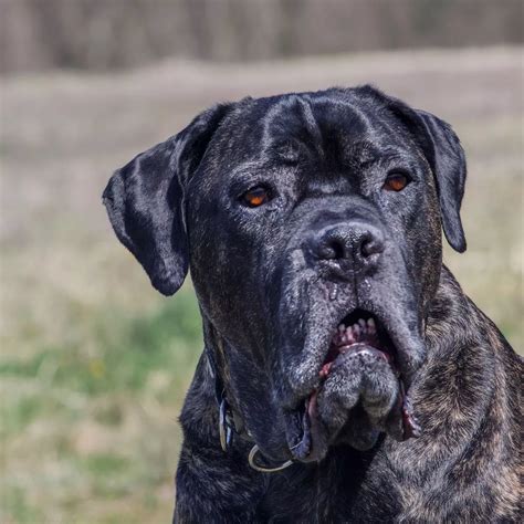 Cane Corso Dogs Attack 的图像结果