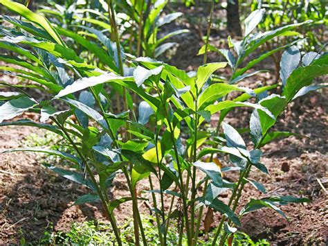 Cardamoms Are Perinals