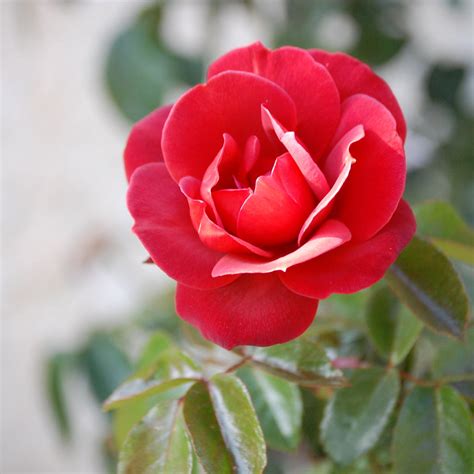 How to Get More Flowers on Your Rose Plants Using Baking Soda: A Home ...