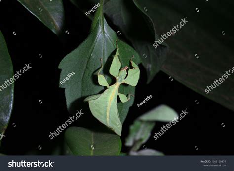 Leaf Insect Nymph Phyllium Sp Phylliidae Stock Photo 1366129874 ...