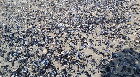 THE GALLERY SELF CATERING (Franskraal) - Lodging Reviews & Photos ...