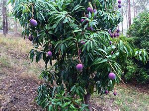 Trothic Gardens Very Rare Exotic ' Thailand Purple Mango ' Fruit Plant ...