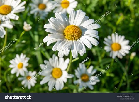 Wild Daisy Flowers Growing On Meadow Stok Fotoğrafı 2206724121 ...