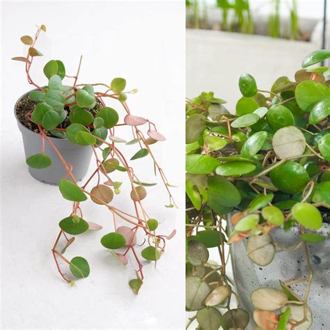 Peperomia Pepperspot- String of Coins in 6cm Pot - Can be Displayed in Hanging Planter (3 Plants ...