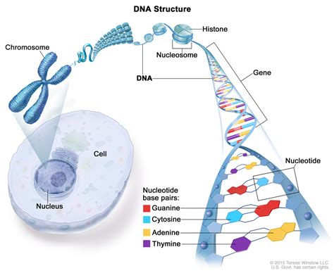 Image result for DNA Function