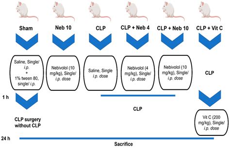 Nebivolol Exerts Hepatoprotective Activity During CLP-Induced Sepsis by ...