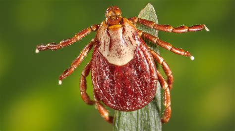 Colorado Tick Fever: Causes and How It Spreads | Colorado Tick Fever ...