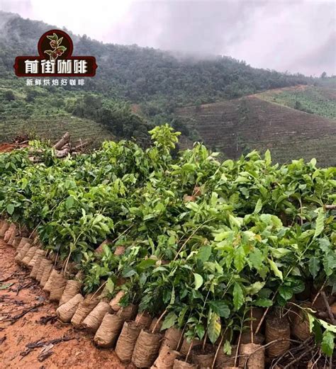 星巴克再次携手中国扶贫基金会启动咖啡产业扶贫二期普洱项目_云南省