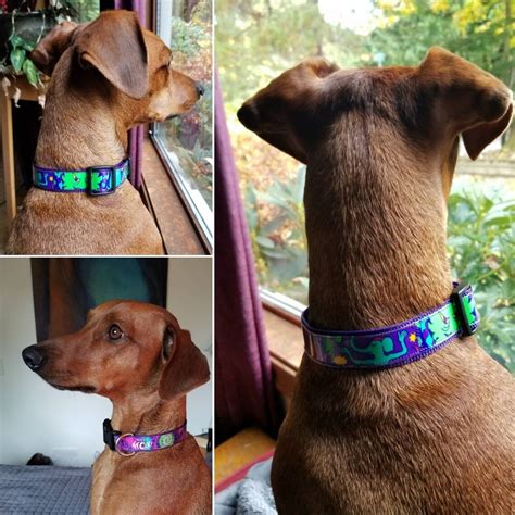 Adjustable Dog Collar From Recycled Wheelie Pop Brewing Beer - Etsy