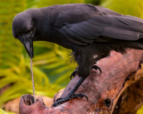 Image result for Crows Using Tools